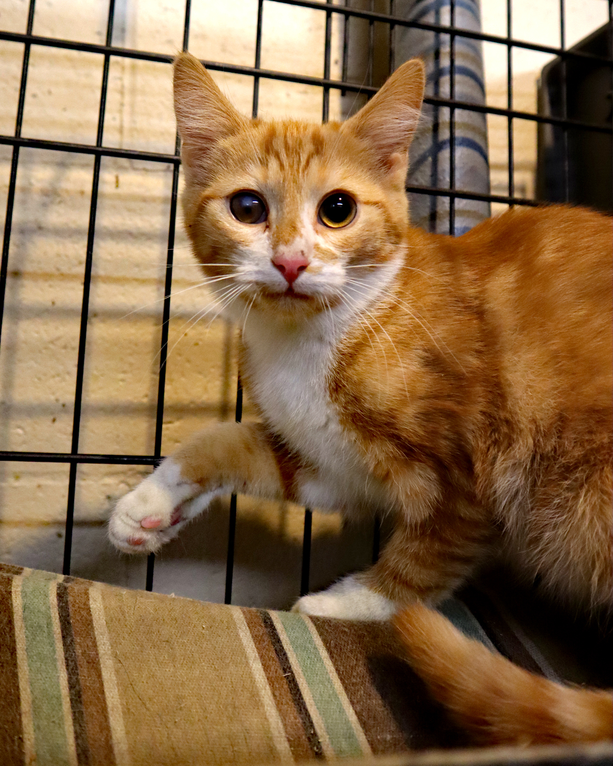 Chip (Brother to Dale), an adoptable Domestic Short Hair in Apollo, PA, 15613 | Photo Image 2