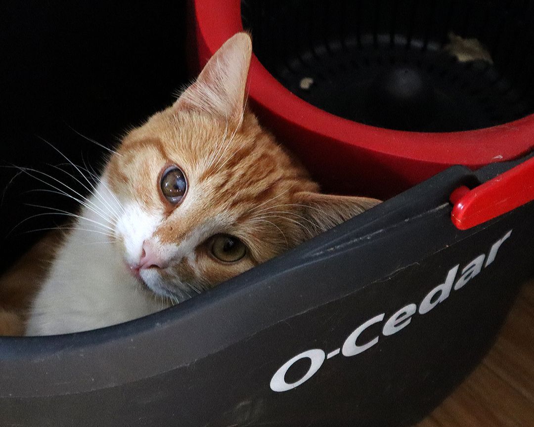 Chip (Brother to Dale), an adoptable Domestic Short Hair in Apollo, PA, 15613 | Photo Image 1