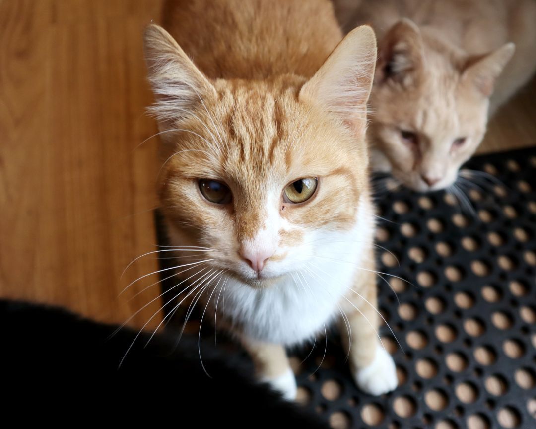 Chip (Brother to Dale), an adoptable Domestic Short Hair in Apollo, PA, 15613 | Photo Image 4