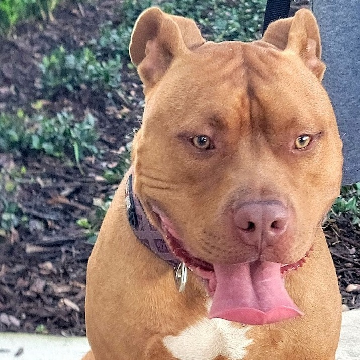 Adonis , an adoptable Staffordshire Bull Terrier in Sanford, FL, 32771 | Photo Image 1