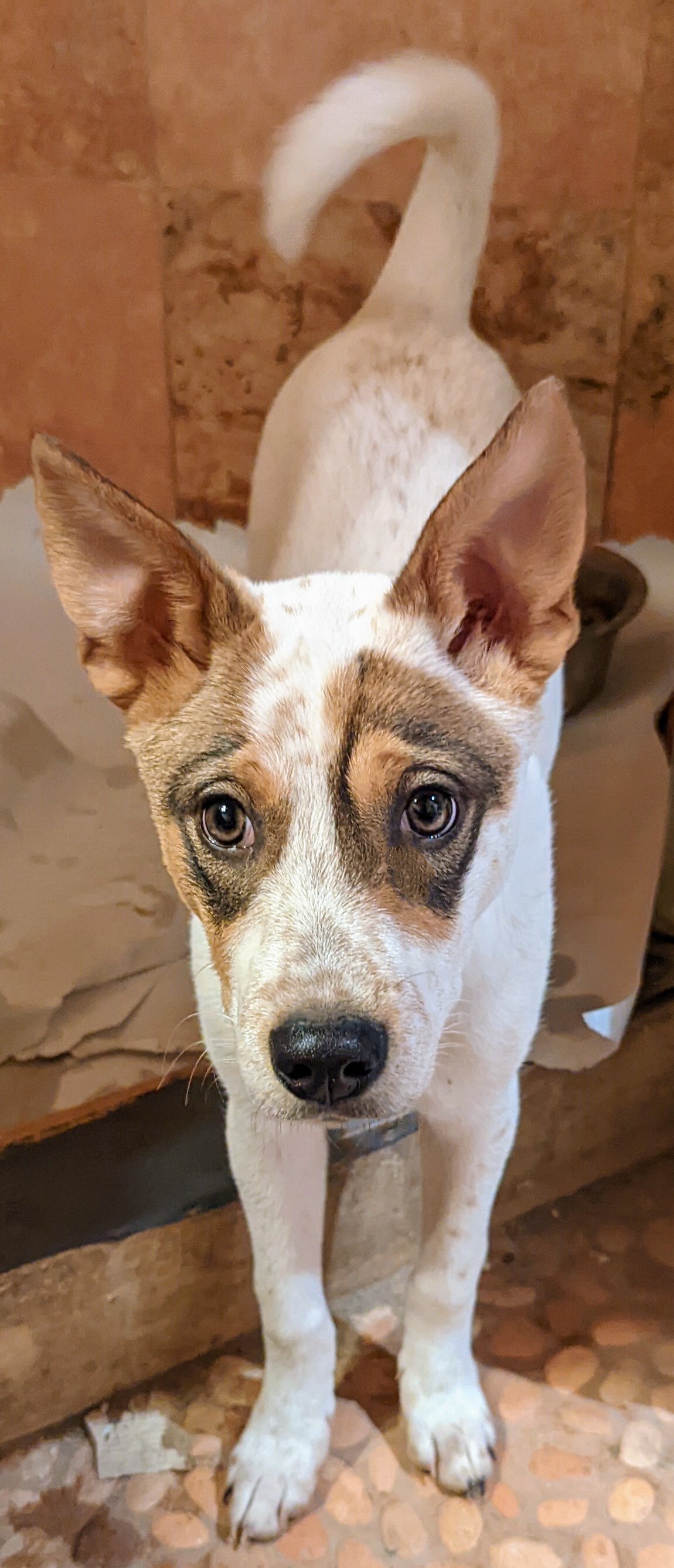 DUNDEE, an adoptable Australian Cattle Dog / Blue Heeler in Pena Blanca, NM, 87041 | Photo Image 2