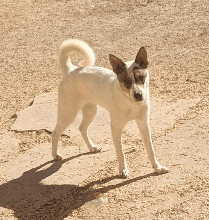 DUNDEE, an adoptable Australian Cattle Dog / Blue Heeler in Pena Blanca, NM, 87041 | Photo Image 1