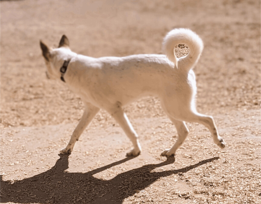 DUNDEE, an adoptable Australian Cattle Dog / Blue Heeler in Pena Blanca, NM, 87041 | Photo Image 3