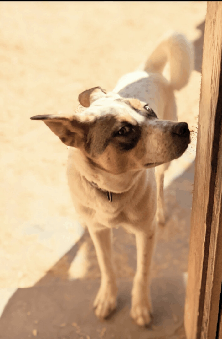 DUNDEE, an adoptable Australian Cattle Dog / Blue Heeler in Pena Blanca, NM, 87041 | Photo Image 4