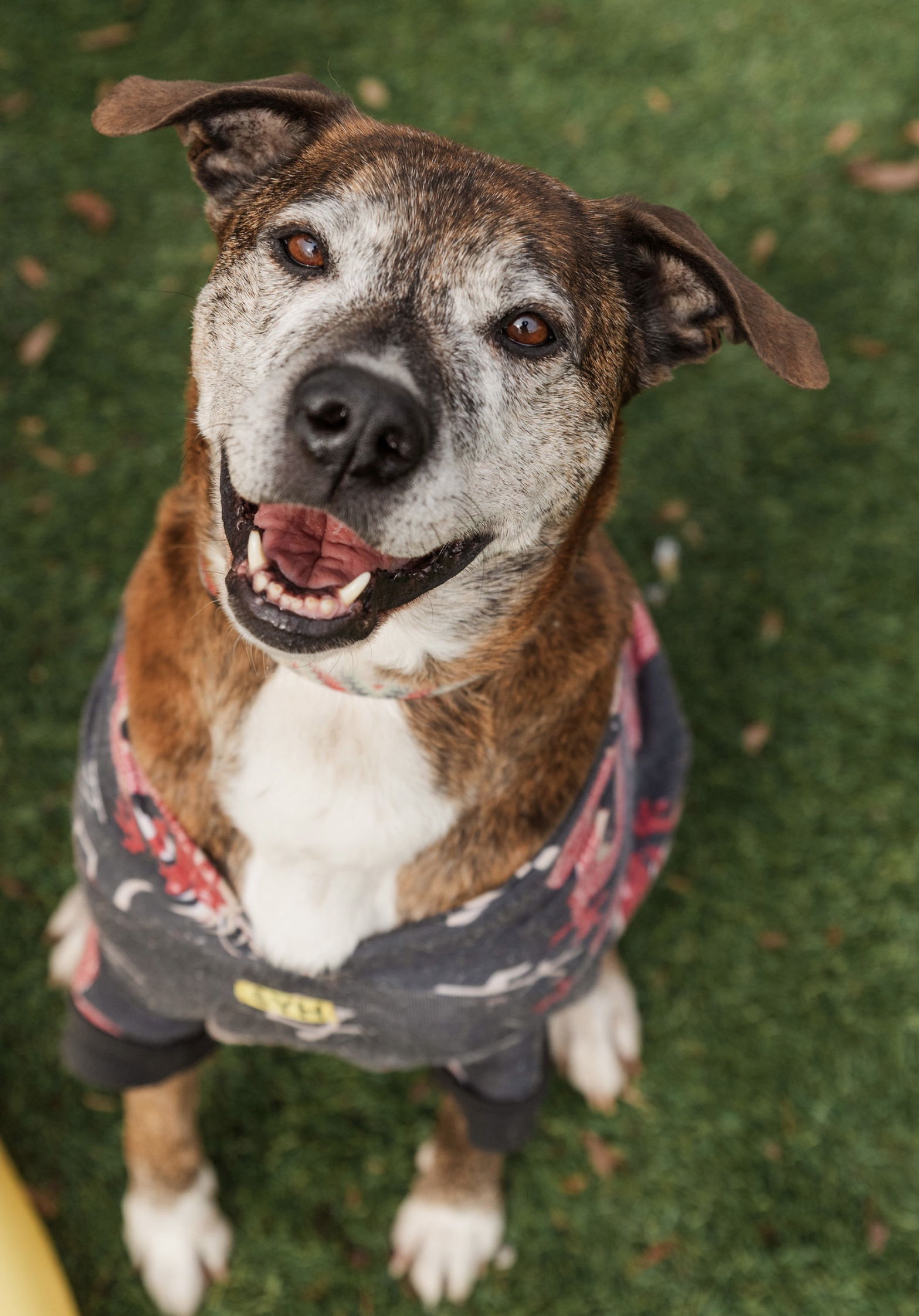 Hanna B, an adoptable Boxer in Mooresville, NC, 28117 | Photo Image 1