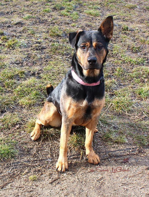 LAINEY, an adoptable German Shepherd Dog Mix in Phoenix, OR_image-1