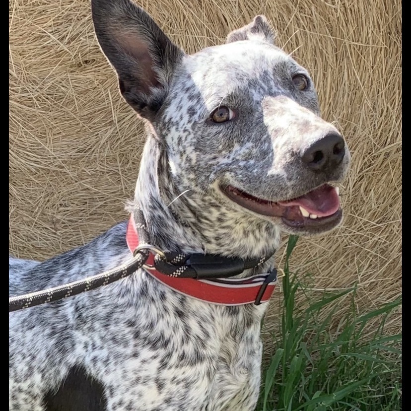 Pointer cattle dog store mix