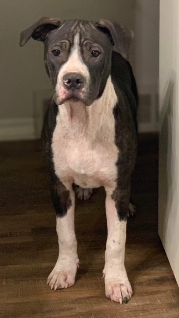 Wyatt, an adoptable American Staffordshire Terrier Mix in Oklahoma City, OK_image-2