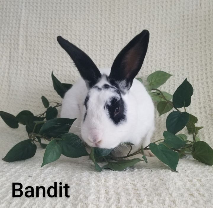 Bunny Bandit Returns Beloved Pet to Johns Creek Family