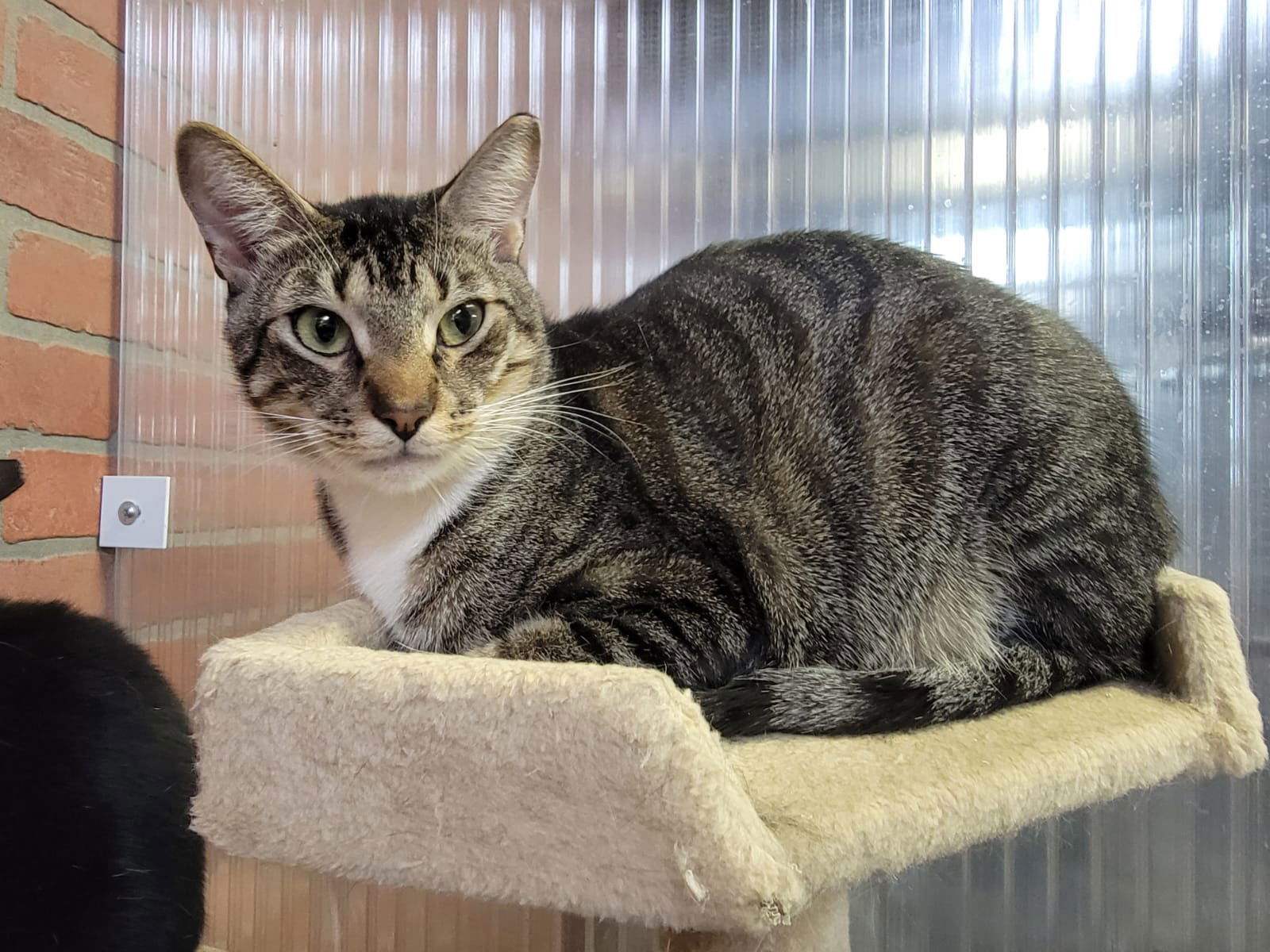 Jonathan, an adoptable Domestic Short Hair in Margate, FL, 33068 | Photo Image 1