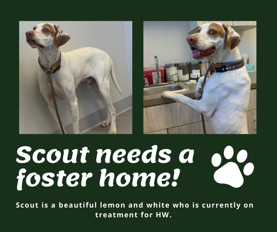 Needs Foster Scout (FL)