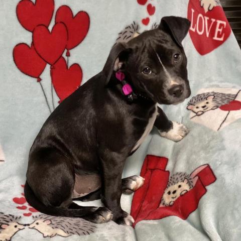 Funny Farm Rescue Ranch Haven Aka West Tn Animal Rescue Adopt Don T Shop