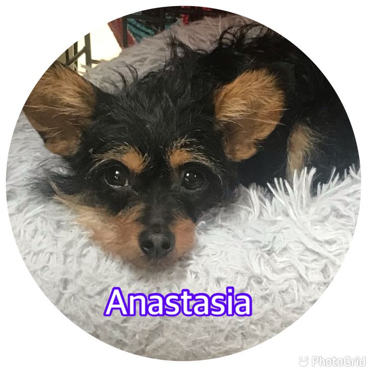 Anastasia  2