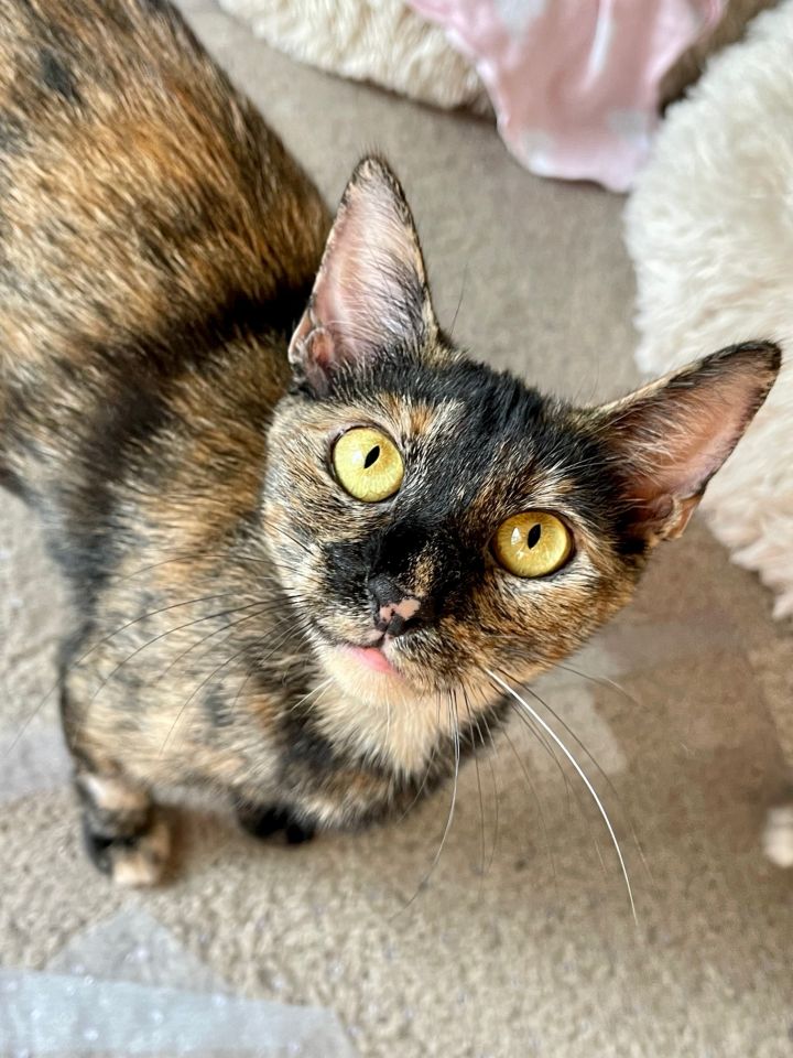 Jellybean, an adoptable Tortoiseshell Mix in Mission Viejo, CA_image-2