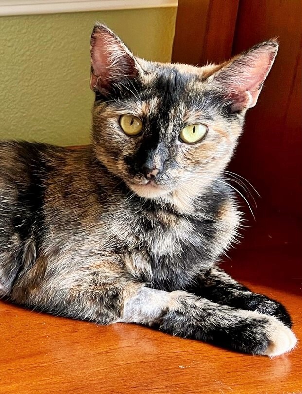 Jellybean, an adoptable Tortoiseshell Mix in Mission Viejo, CA_image-5