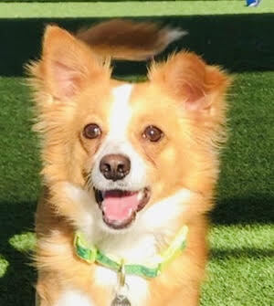 Conner, an adoptable Chihuahua, Papillon in Las Vegas, NV, 89103 | Photo Image 2