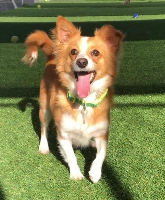 Conner, an adoptable Chihuahua, Papillon in Las Vegas, NV, 89103 | Photo Image 3