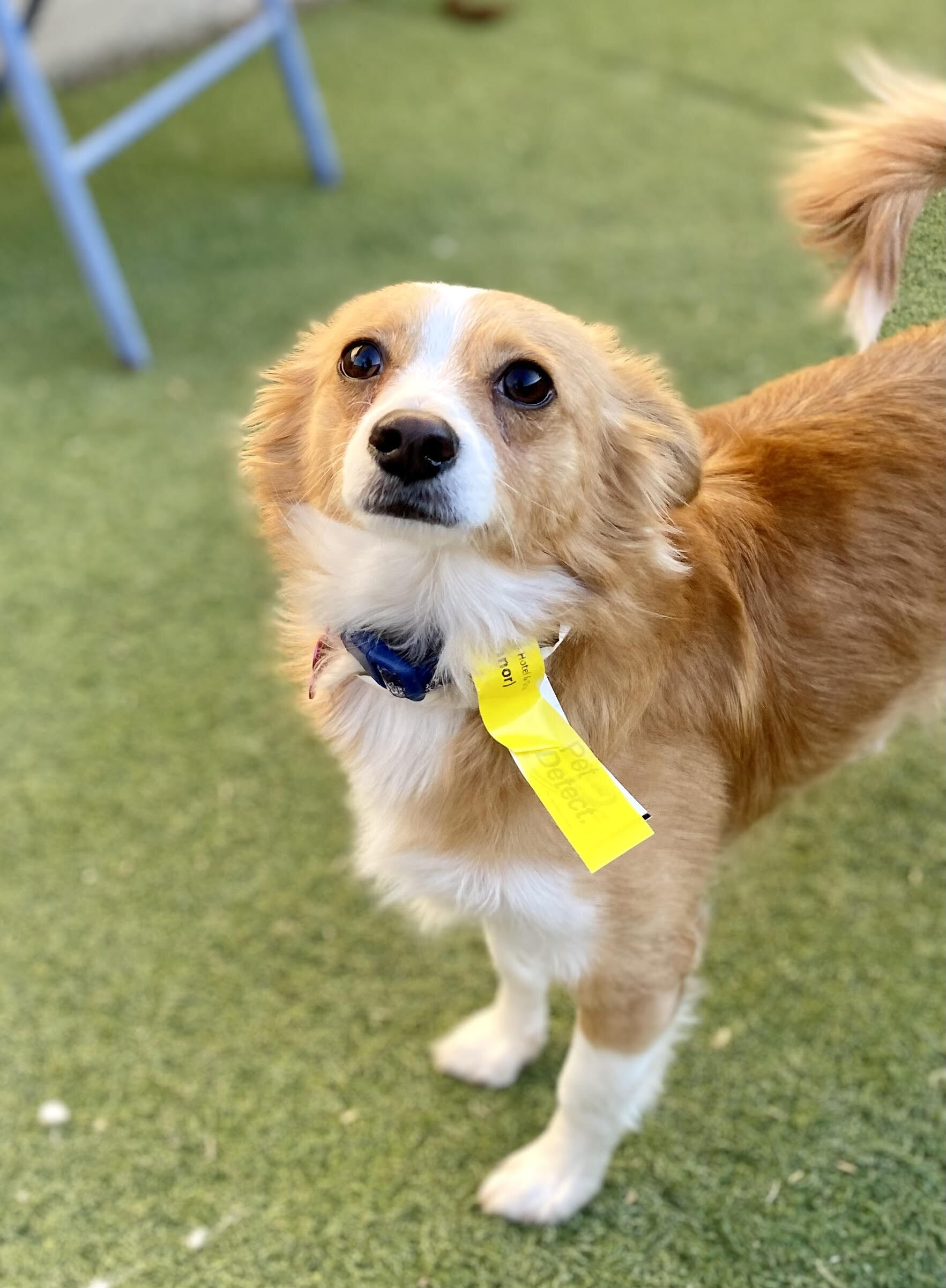 Conner, an adoptable Chihuahua, Papillon in Las Vegas, NV, 89103 | Photo Image 4