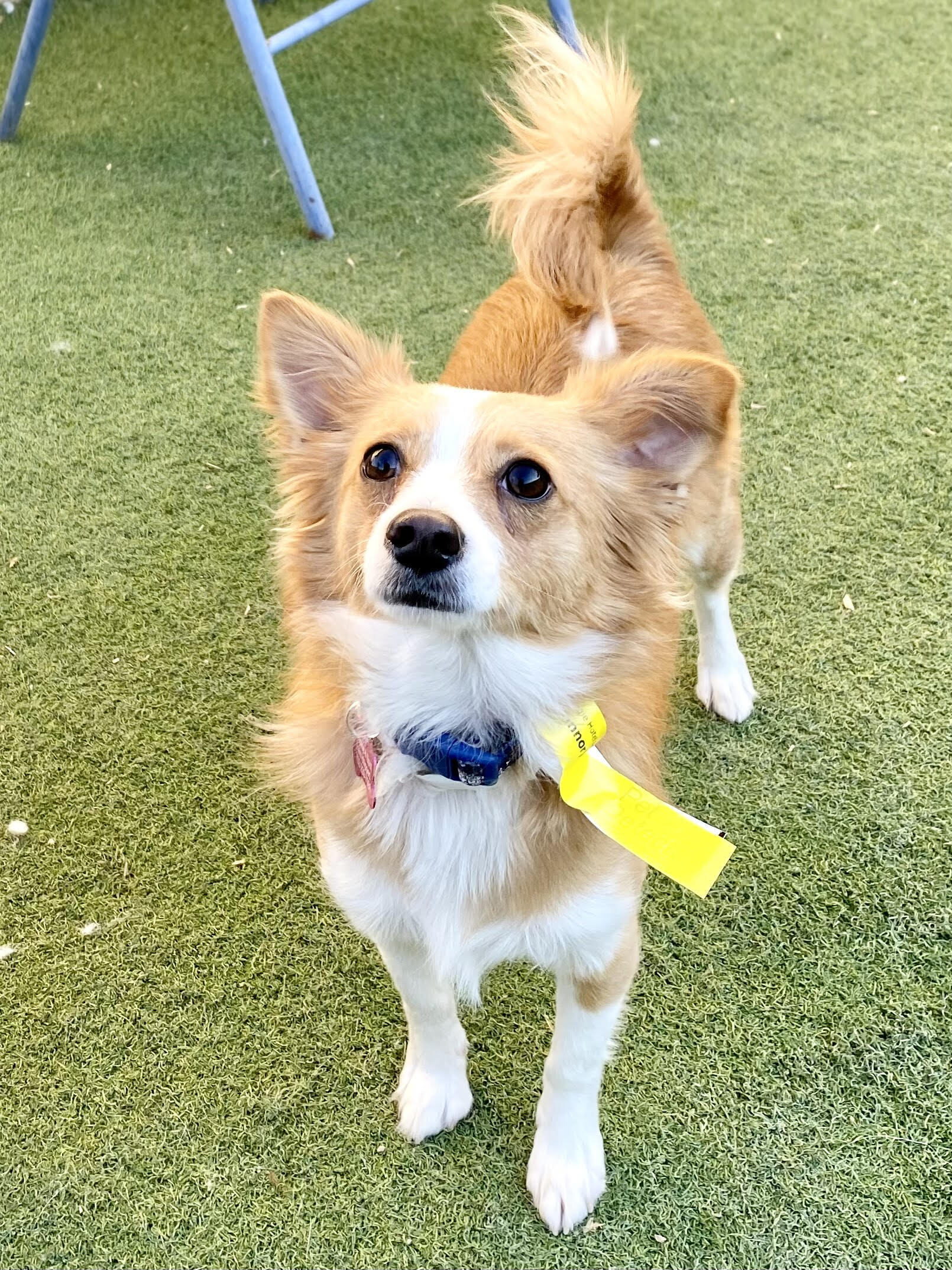 Conner, an adoptable Chihuahua, Papillon in Las Vegas, NV, 89103 | Photo Image 5