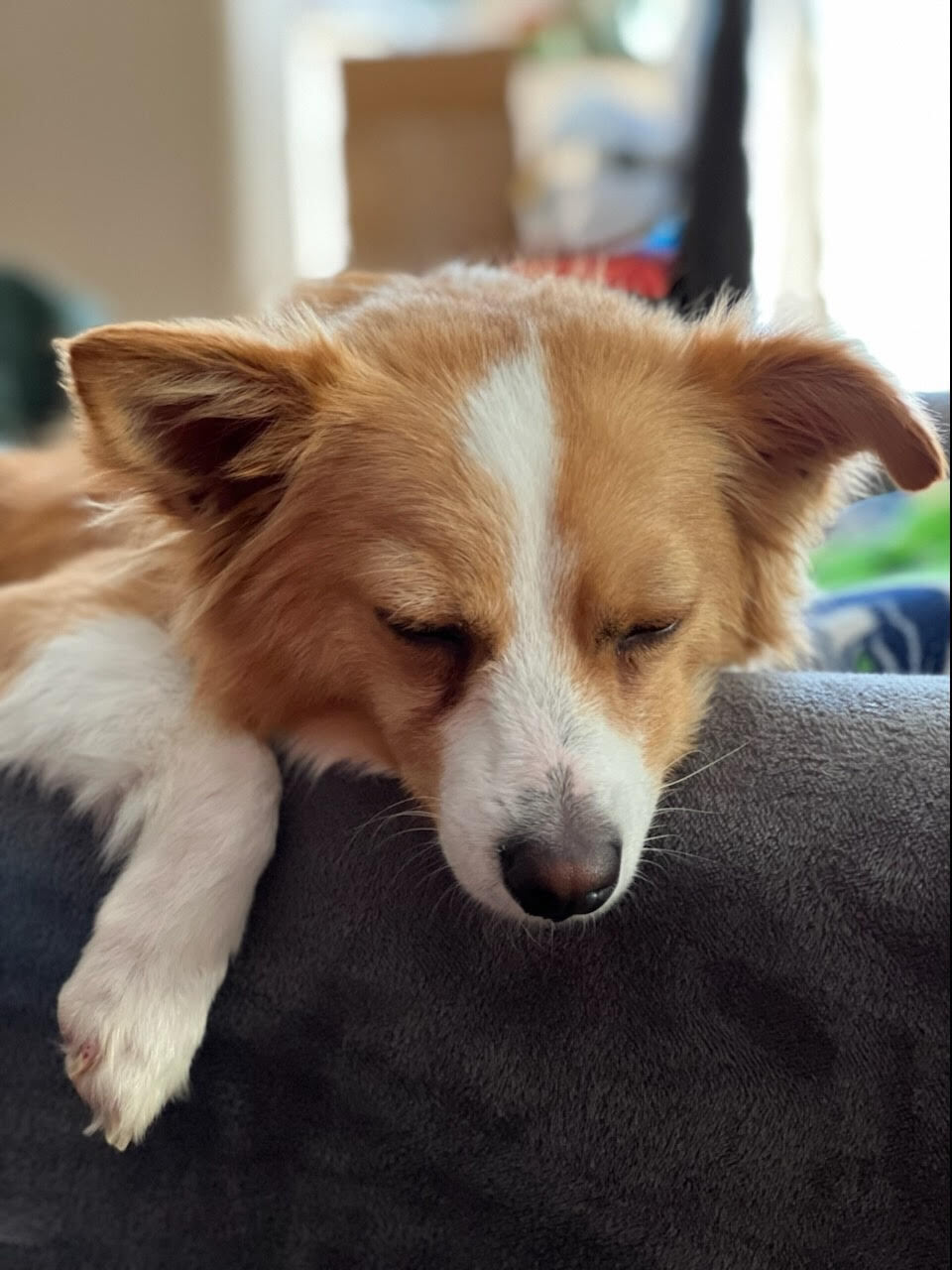 Conner, an adoptable Chihuahua, Papillon in Las Vegas, NV, 89103 | Photo Image 1