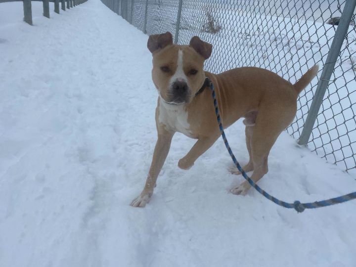 Gabriel, an adoptable American Staffordshire Terrier Mix in Mechanicsburg, PA_image-1