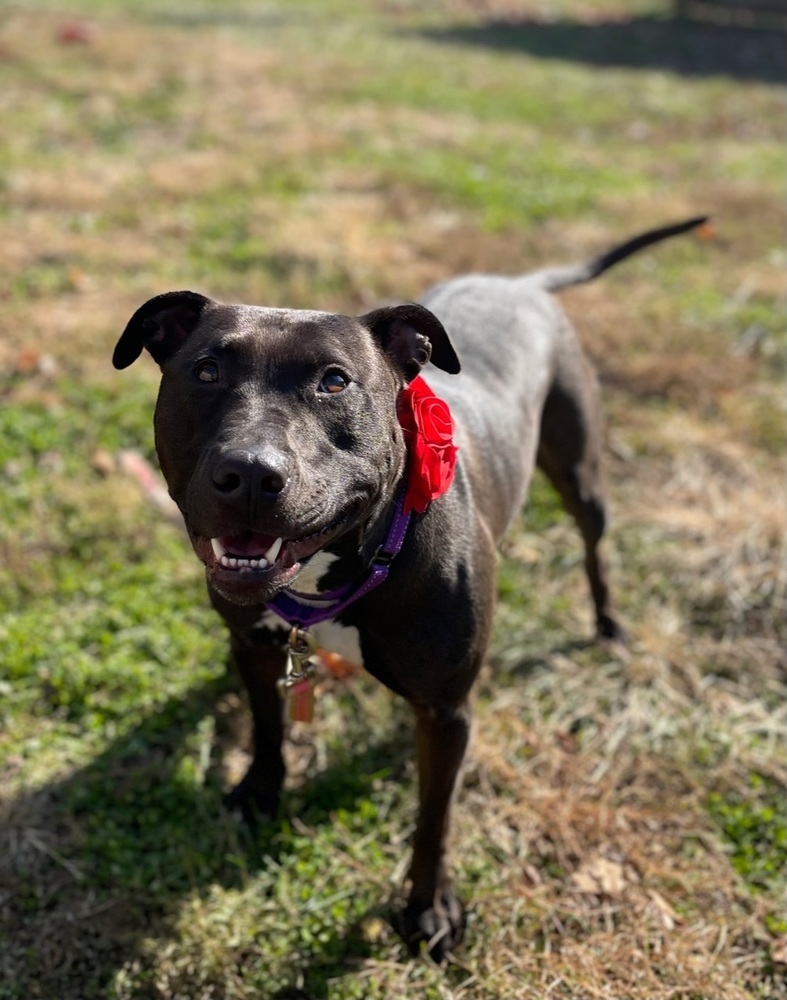 Dixie, an adoptable Mixed Breed in Xenia, OH, 45385 | Photo Image 2