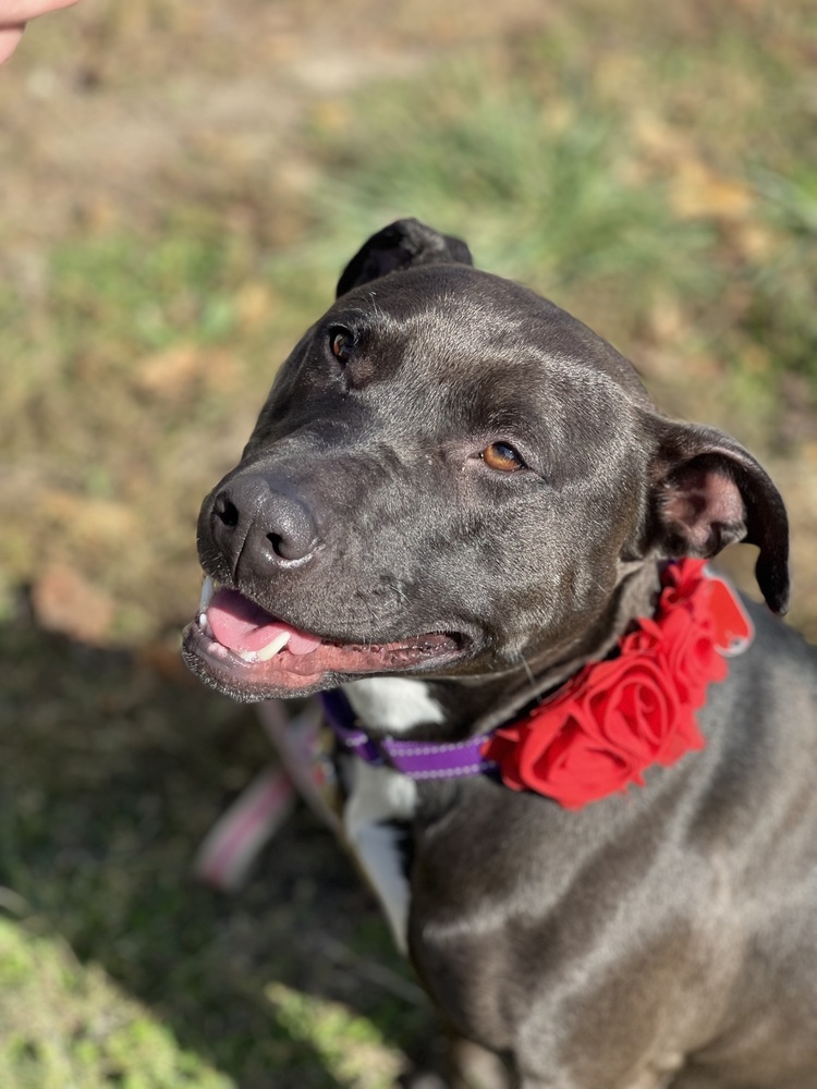 Dixie, an adoptable Mixed Breed in Xenia, OH, 45385 | Photo Image 3