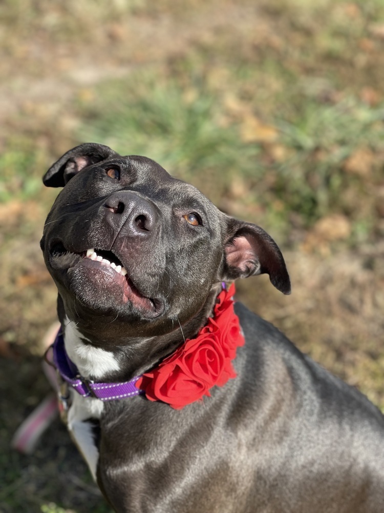 Dixie, an adoptable Mixed Breed in Xenia, OH, 45385 | Photo Image 4