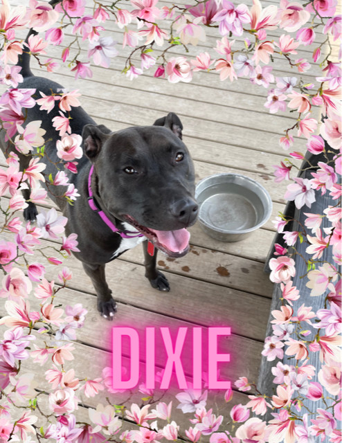 Dixie, an adoptable Mixed Breed in Xenia, OH, 45385 | Photo Image 6