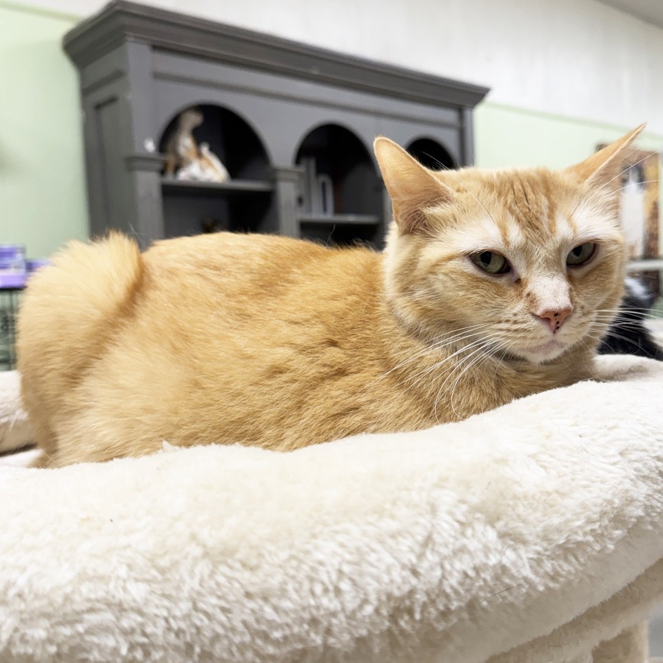 Secret, an adoptable Domestic Short Hair in Mount Juliet, TN, 37122 | Photo Image 1