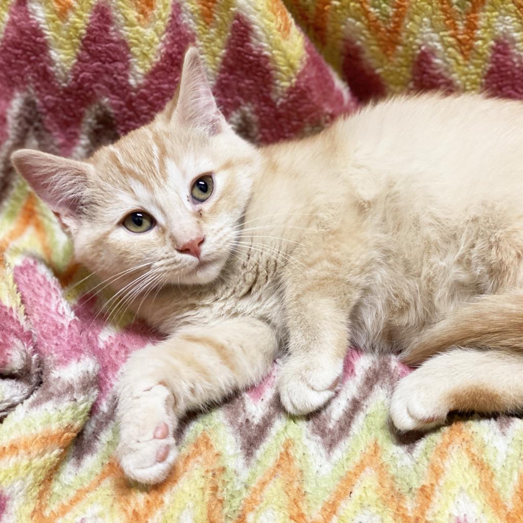 Secret, an adoptable Domestic Short Hair in Mount Juliet, TN, 37122 | Photo Image 2