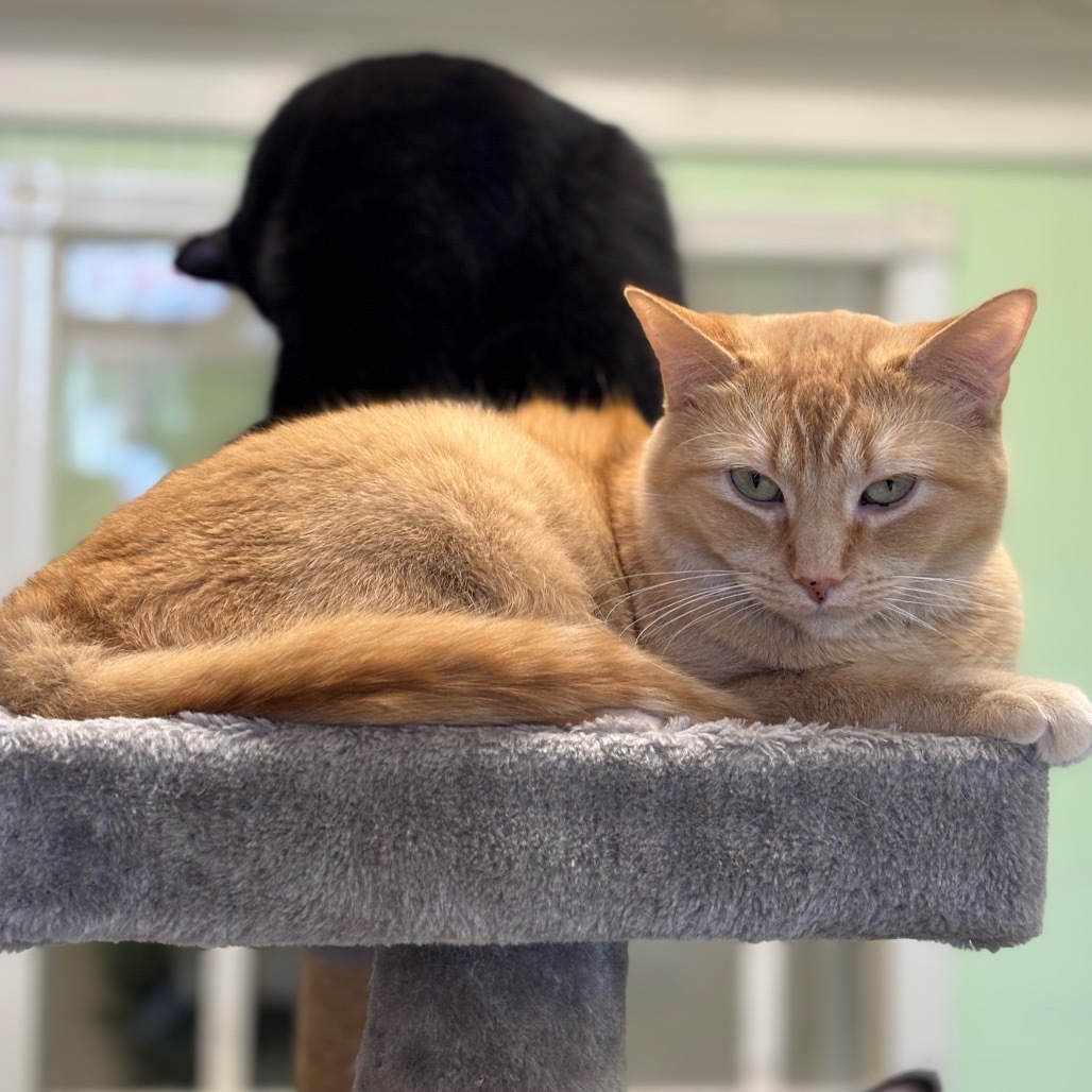 Secret, an adoptable Domestic Short Hair in Mount Juliet, TN, 37122 | Photo Image 3