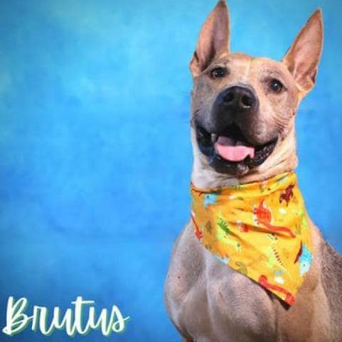 Brutus