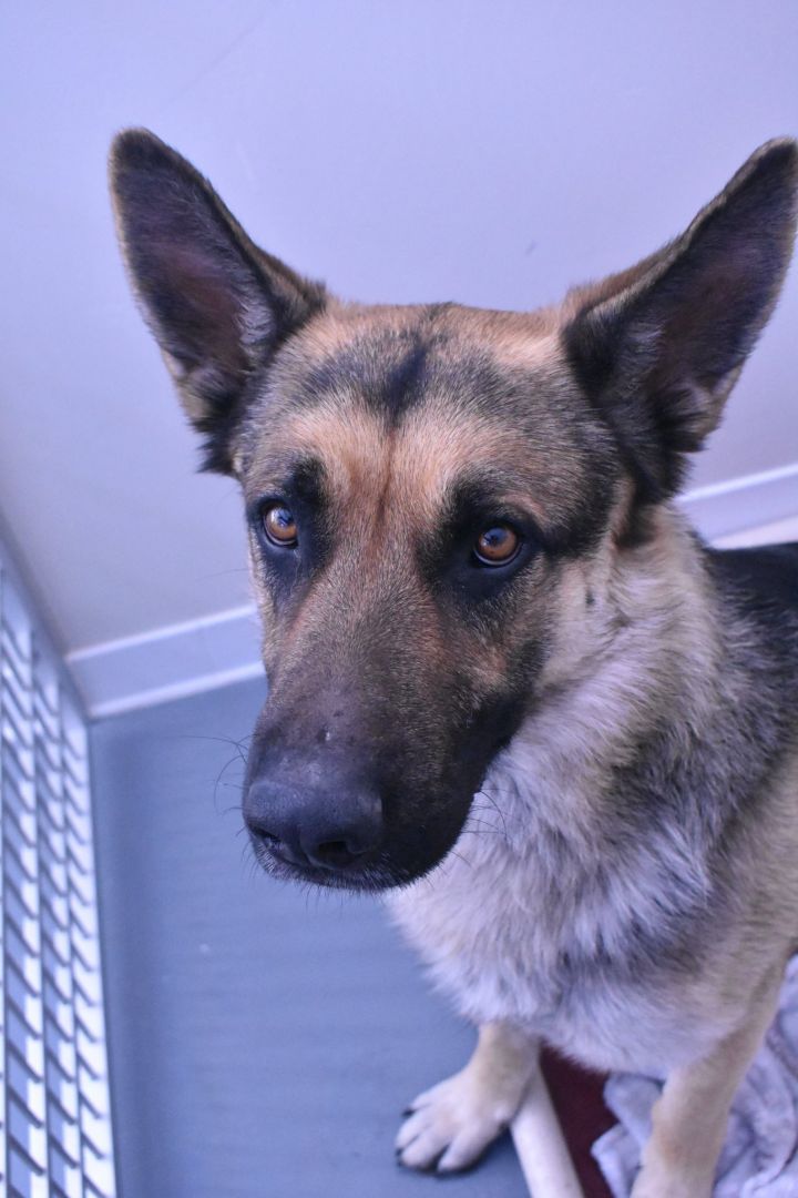 Thor, an adopted German Shepherd Dog Mix in Rifle, CO_image-1