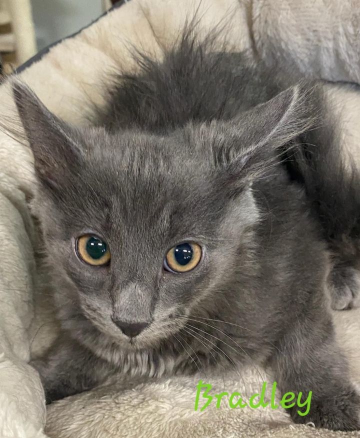 Russian blue hot sale cross kittens