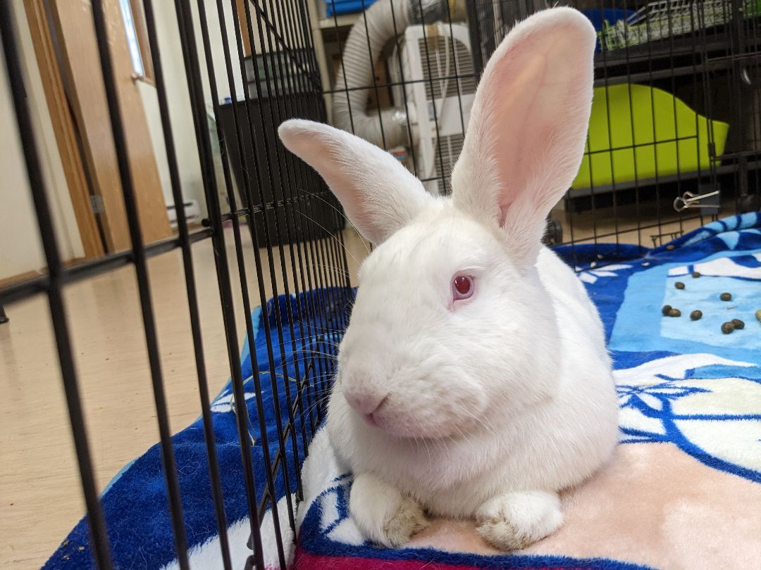 Rabbit for adoption   Andre, a Californian in Coquitlam, BC ...