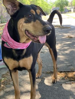 Meet Madeline Meet our adorable quirky little Madeline We believe she is a dobe mix but is small