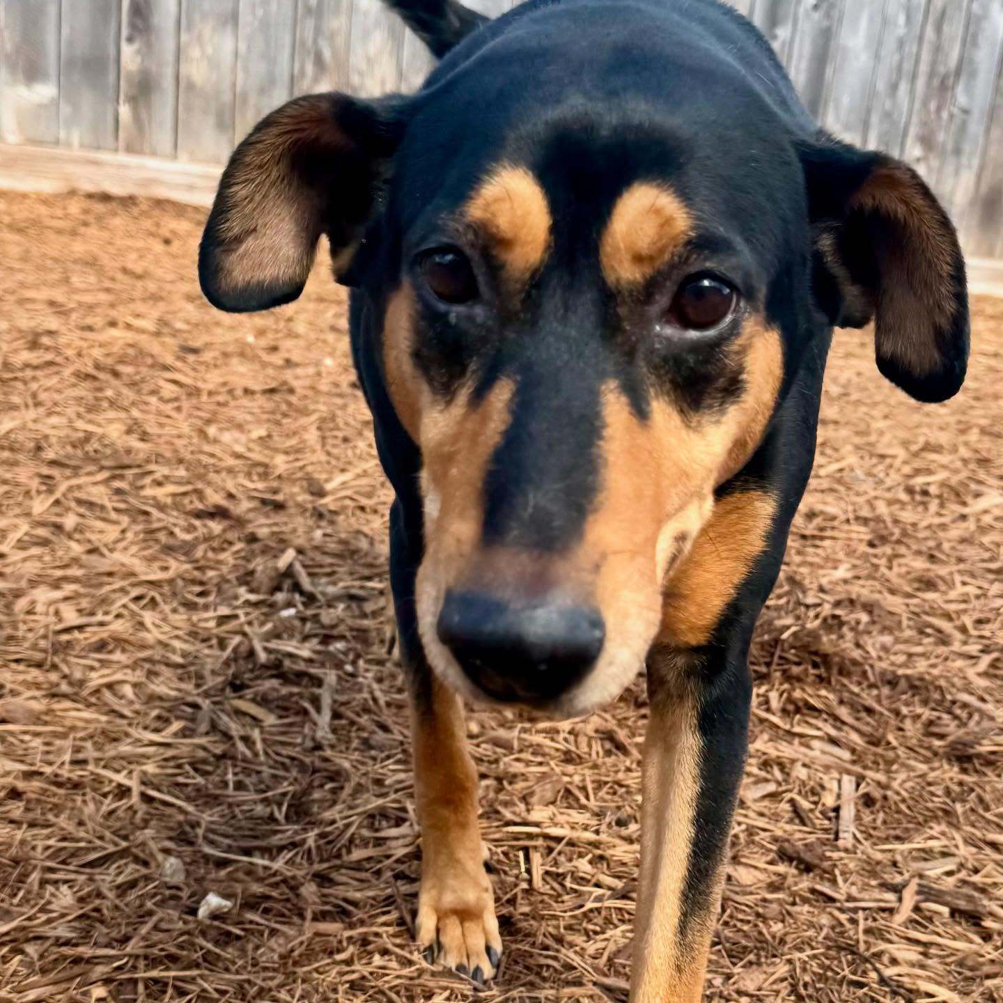 Madeline, an adoptable Doberman Pinscher, Pointer in Houston, TX, 77019 | Photo Image 1