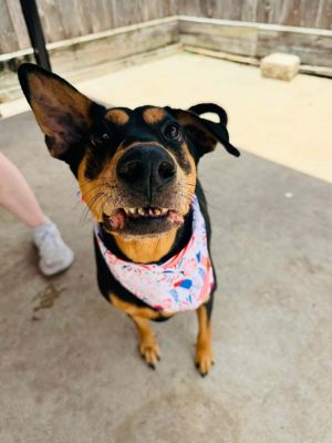 Meet Madeline Meet our adorable quirky little Madeline We believe she is a dobe mix but is small