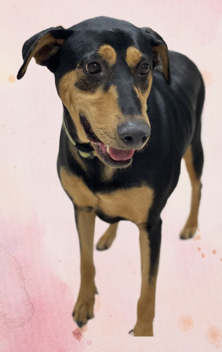 Madeline, an adoptable Doberman Pinscher, Pointer in Houston, TX, 77019 | Photo Image 2