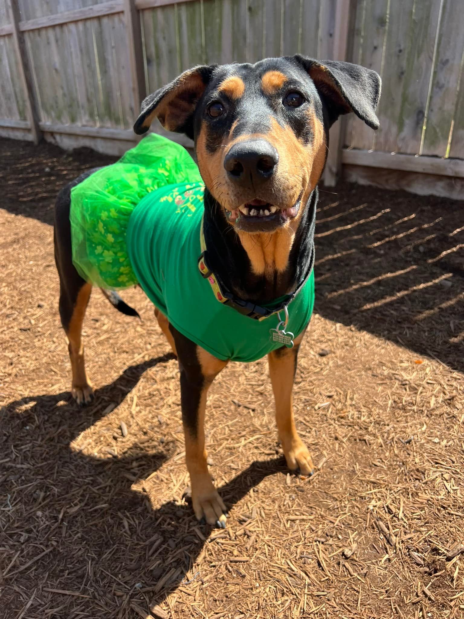 Madeline, an adoptable Doberman Pinscher, Pointer in Houston, TX, 77019 | Photo Image 3