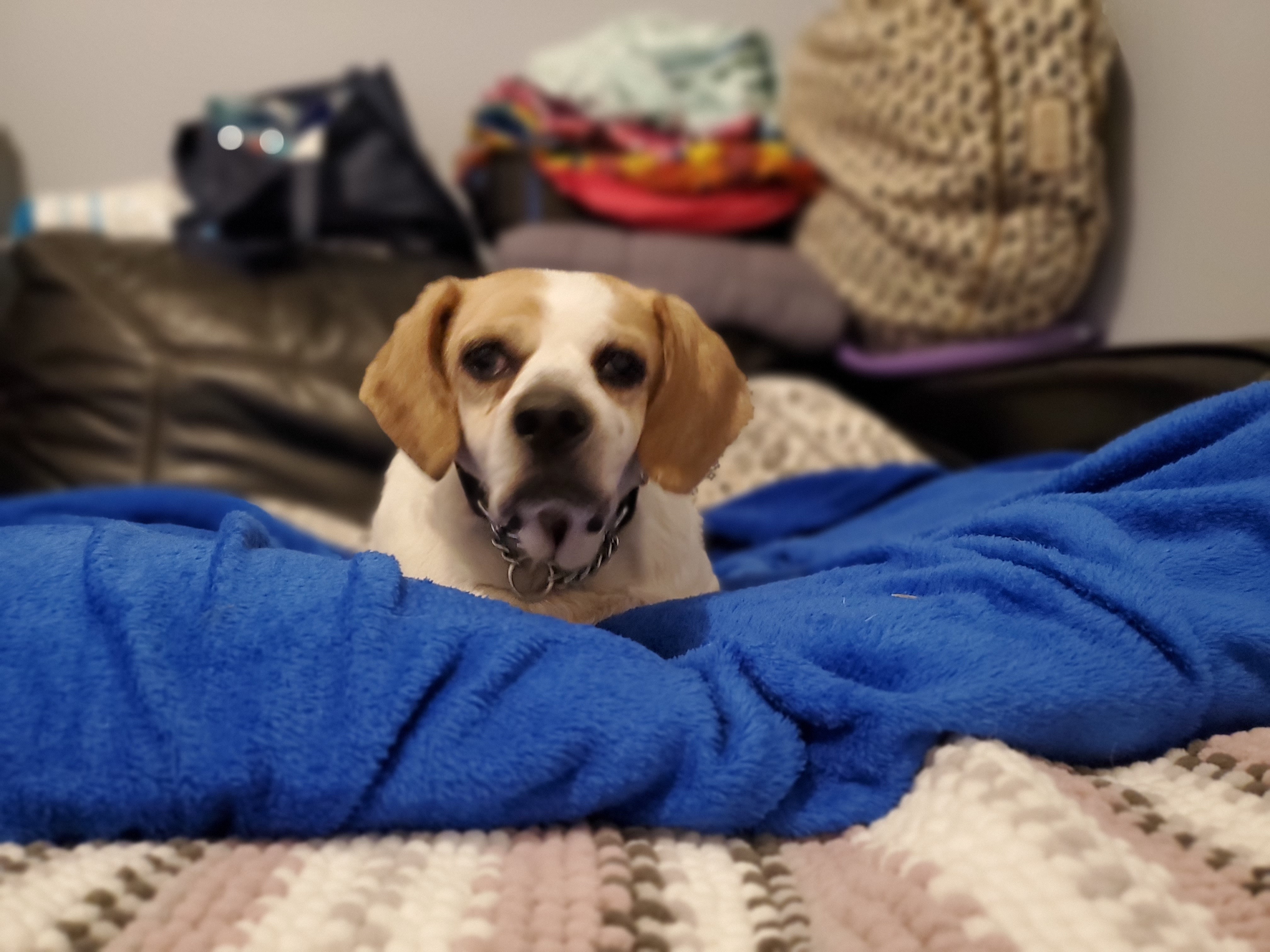 Potter, an adoptable Beagle, Mixed Breed in Vancouver, BC, V5R 3B9 | Photo Image 2