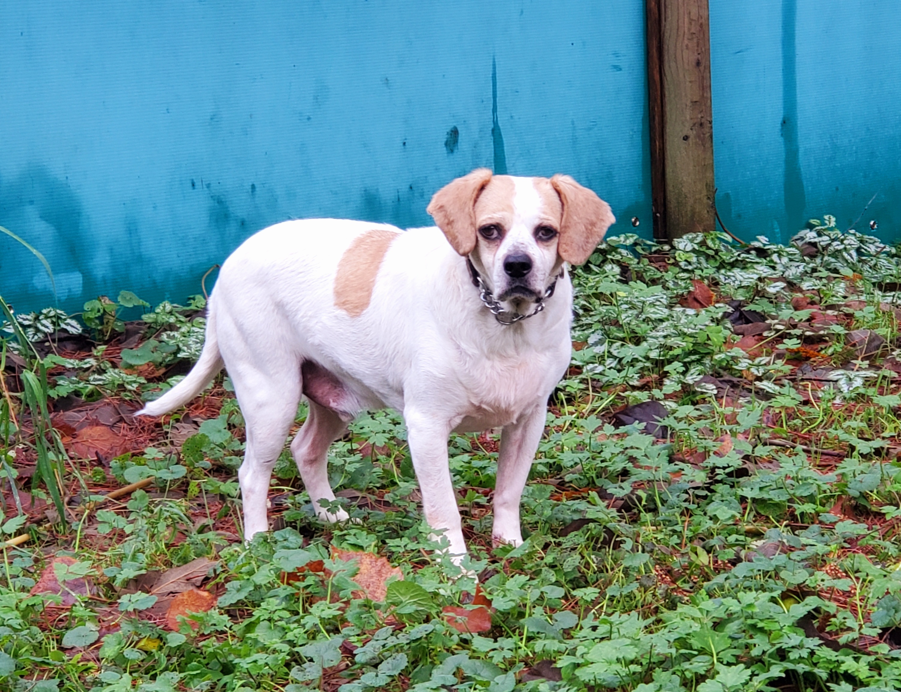 Potter, an adoptable Beagle, Mixed Breed in Vancouver, BC, V5R 3B9 | Photo Image 3