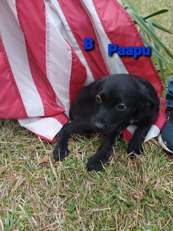 Paapu, an adopted Labrador Retriever Mix in Brunswick, ME_image-1