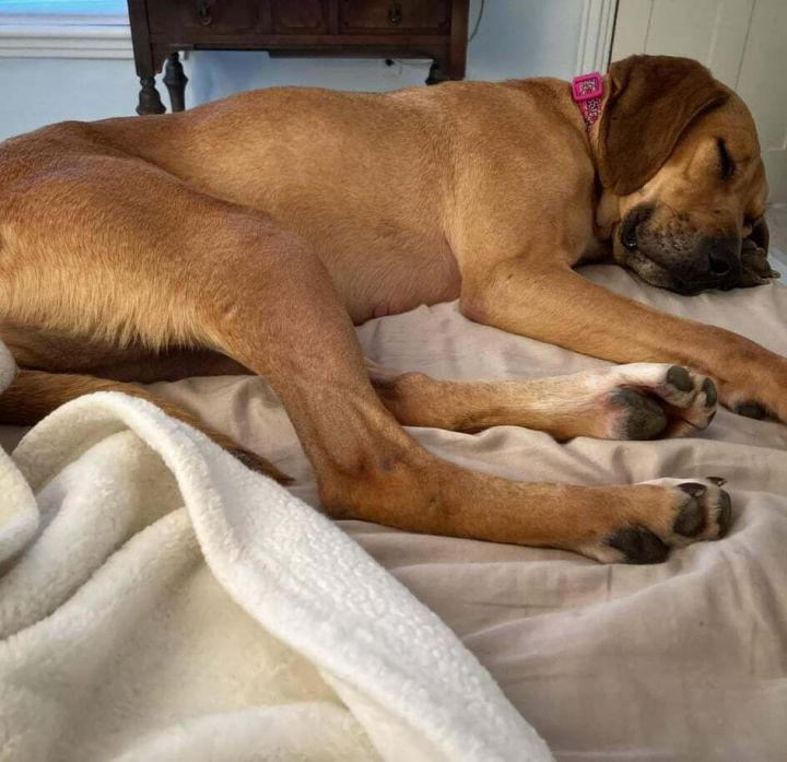 Bonnie, an adopted Labrador Retriever & Hound Mix in Brunswick, ME_image-2