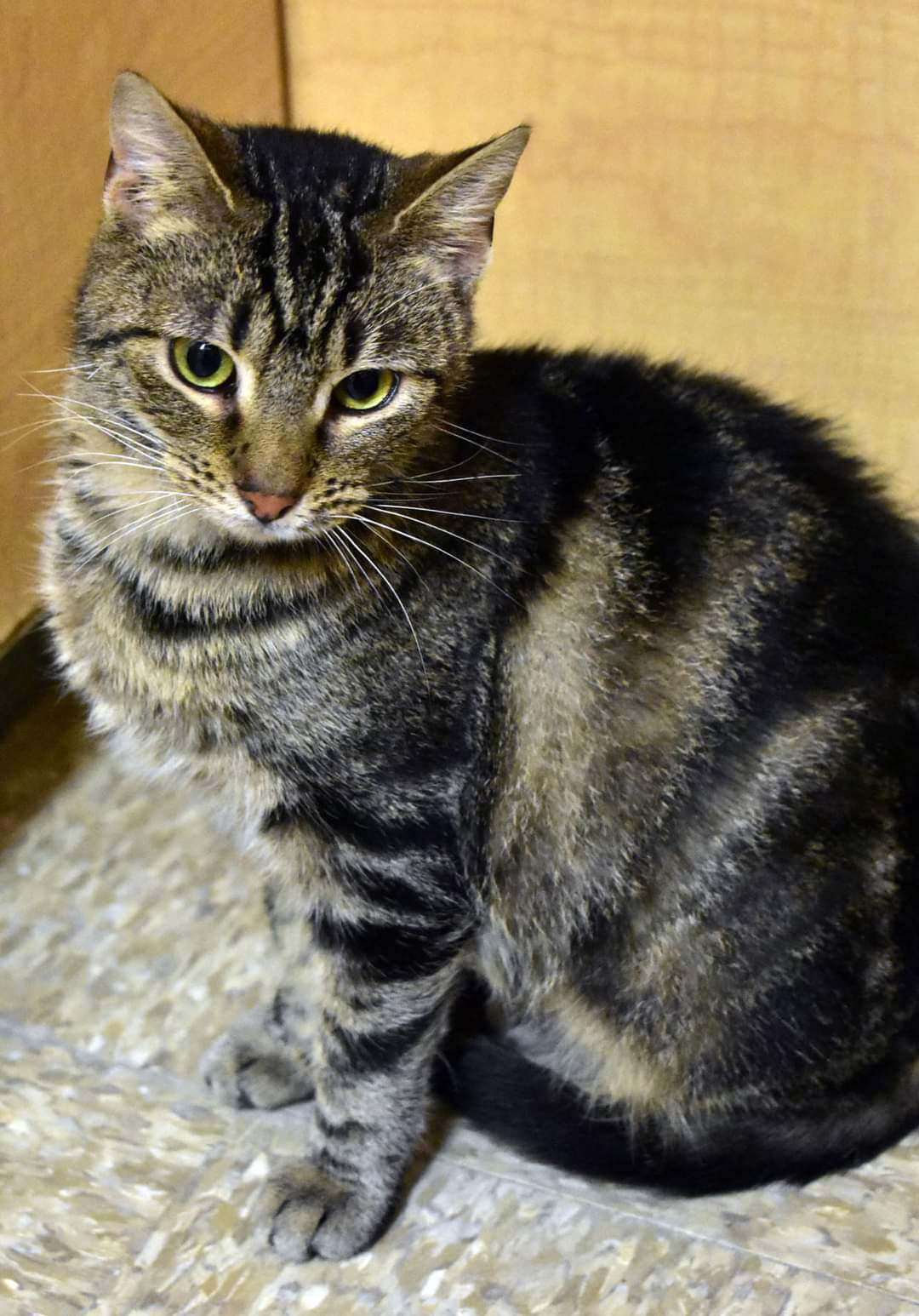 Nadya, an adoptable American Shorthair in Iroquois, IL, 60945 | Photo Image 2