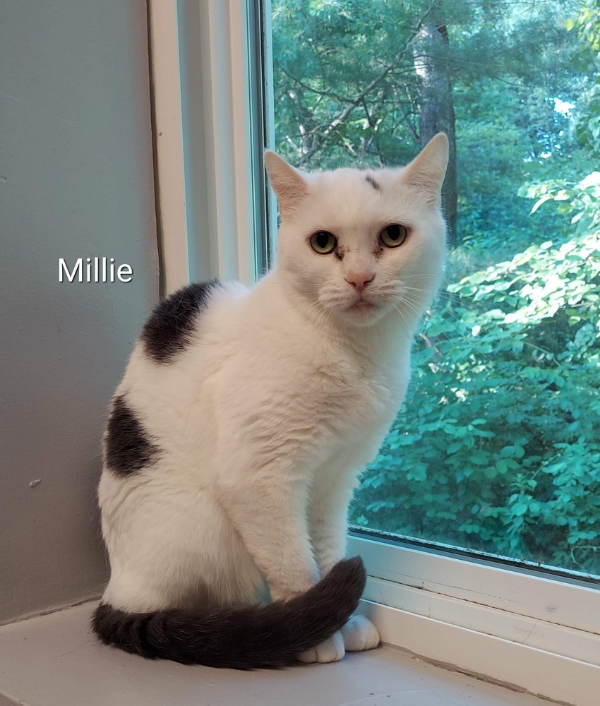 Millie, an adoptable Domestic Short Hair in Hudson, NH, 03051 | Photo Image 2