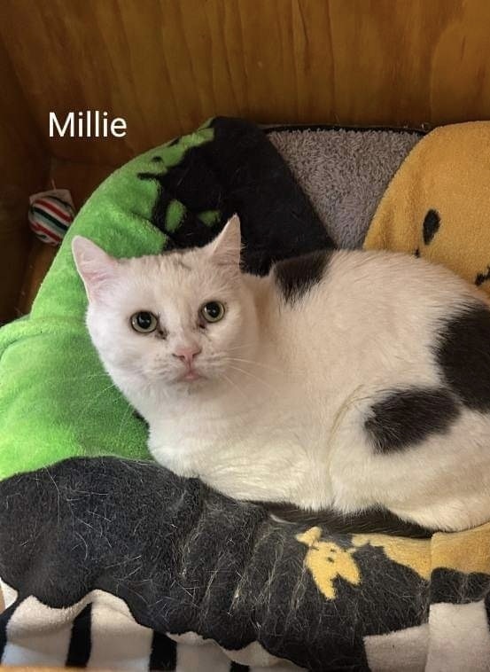 Millie, an adoptable Domestic Short Hair in Hudson, NH, 03051 | Photo Image 5