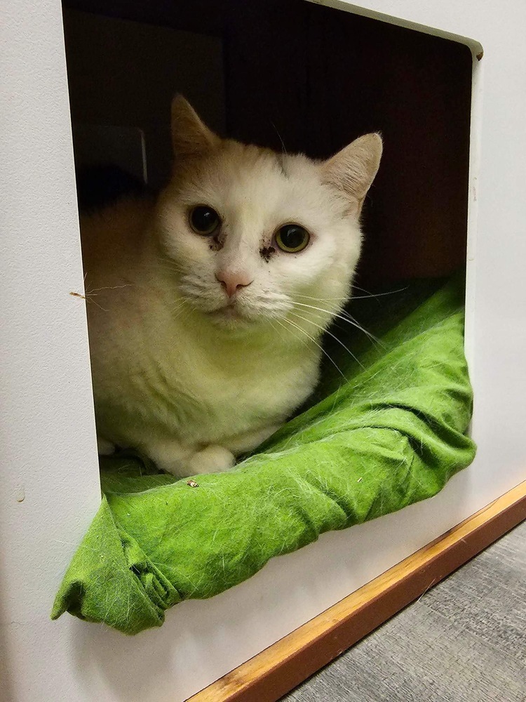 Millie, an adoptable Domestic Short Hair in Hudson, NH, 03051 | Photo Image 6