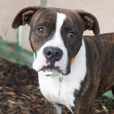 STAN THE MAN, an adoptable Boxer in Point Richmond, CA_image-1